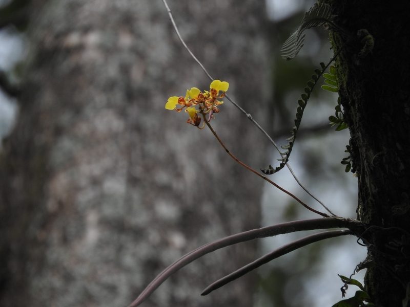 Trichocentrum ascendens, photographed by Victor De la Cruz