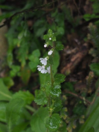 Stimpsonia chamaedryoides, photographed by 葉子