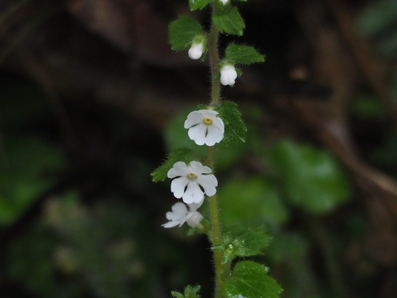 Stimpsonia chamaedryoides, photographed by 葉子