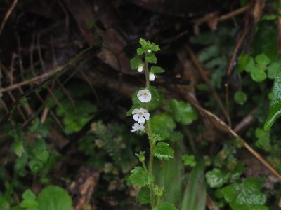 Stimpsonia chamaedryoides, photographed by 葉子