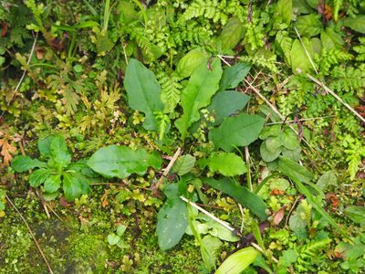 Ixeridium laevigatum, photographed by 葉子