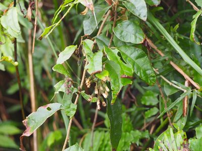 Decaneuropsis gratiosa, photographed by 葉子