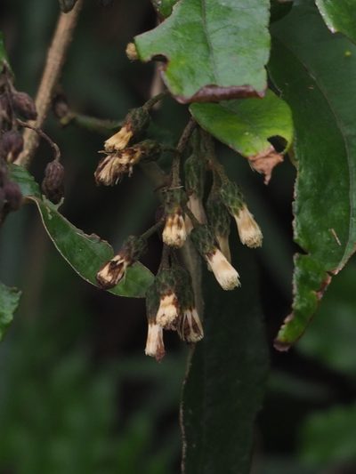 Decaneuropsis gratiosa, photographed by 葉子