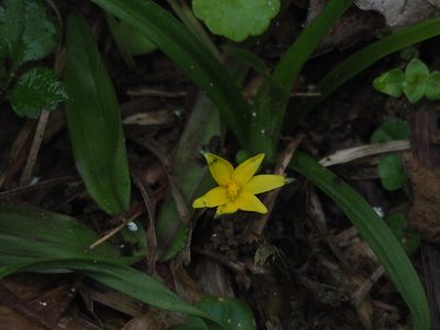 Hypoxis aurea, photographed by 葉子