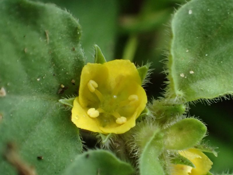 Lysimachia japonica, photographed by 葉子