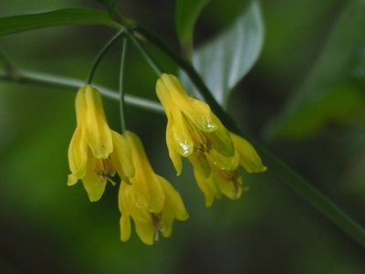 Disporum shimadae, photographed by 葉子