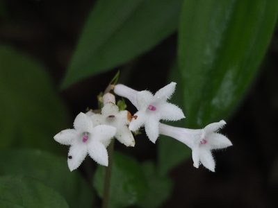 Ophiorrhiza japonica, photographed by 葉子
