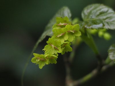 Acer caudatifolium, photographed by 葉子
