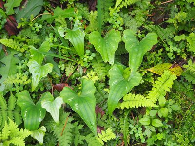 Dioscorea collettii, photographed by 葉子