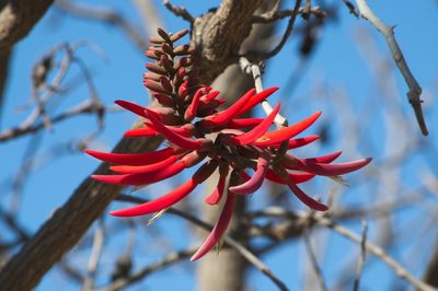 Erythrina americana, photographed by adel-fridus