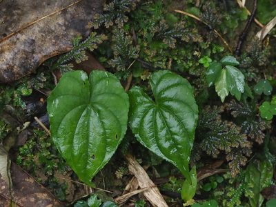 Dioscorea collettii, photographed by 葉子