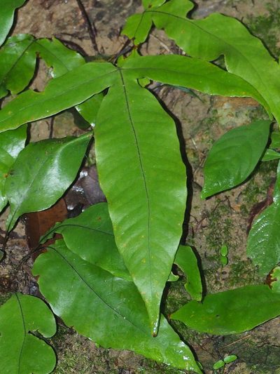 Tectaria harlandii, photographed by 葉子
