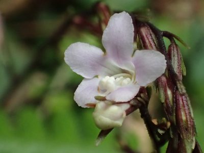 Staurogyne concinnula, photographed by 葉子