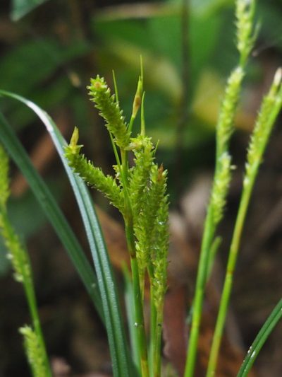 Carex sociata, photographed by 葉子
