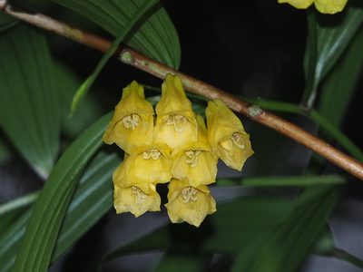 Disporum shimadae, photographed by 葉子