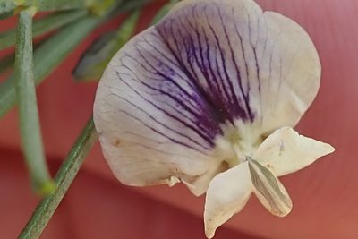 Psoralea oligophylla, photographed by Peter Warren