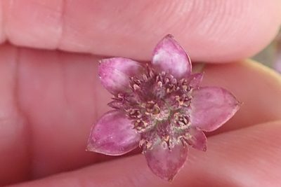 Alepidea natalensis, photographed by Peter Warren