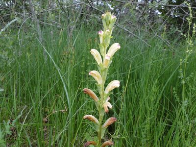 Pedicularis sceptrum-carolinum, photographed by Julia Moning