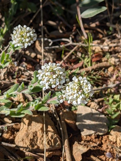Lepidium hirtum, photographed by Denis Bastianelli