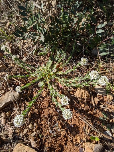 Lepidium hirtum, photographed by Denis Bastianelli