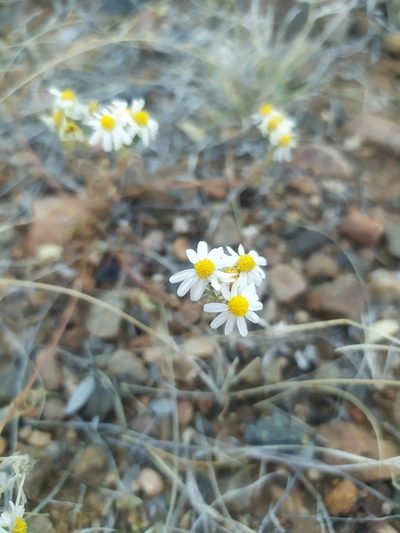 Thymophylla concinna, photographed by Tereka Lasso