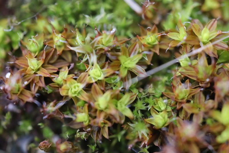 Syntrichia calcicola, photographed by Michel Langeveld