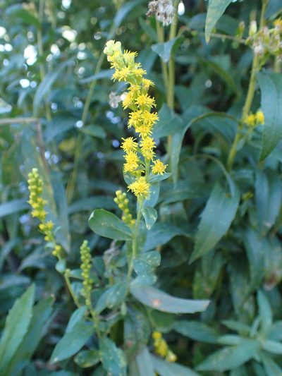 Solidago elongata, photographed by Lindsey K. Wise