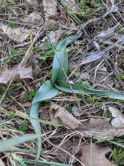 Colchicum longifolium, photographed by Denis Bastianelli