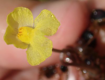 Utricularia reflexa, photographed by Robert Taylor
