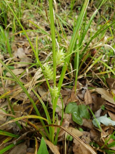Carex gator, photographed by Valerie Anderson