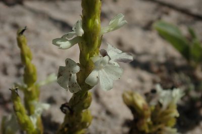 Striga gesnerioides, photographed by Robert Taylor