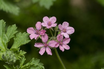 Erodium chium, photographed by Eleftherios Katsillis
