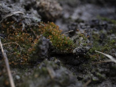 Tortula truncata, photographed by Tero Linjama