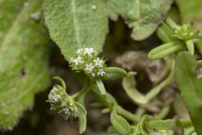 Valeriana discoidea, photographed by Eleftherios Katsillis