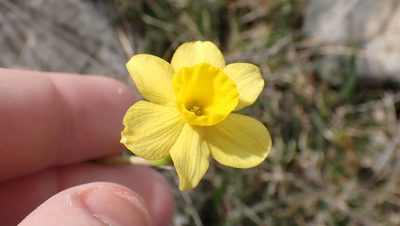 Narcissus assoanus, photographed by Julien Tchilinguirian