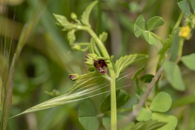 Scrophularia peregrina, photographed by Eleftherios Katsillis