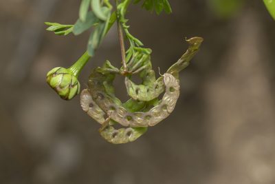 Hippocrepis multisiliquosa, photographed by Eleftherios Katsillis