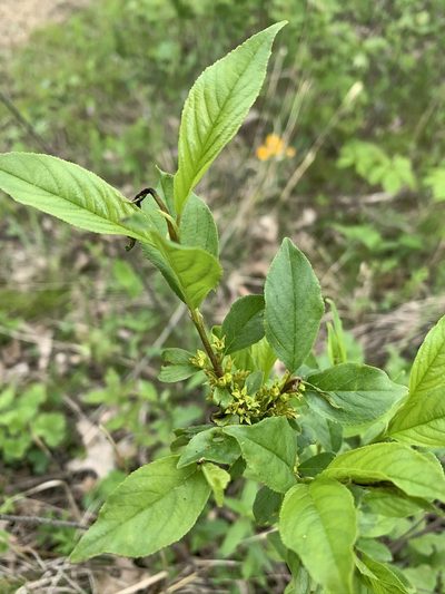Rhamnus lanceolata, photographed by Brandon Corder