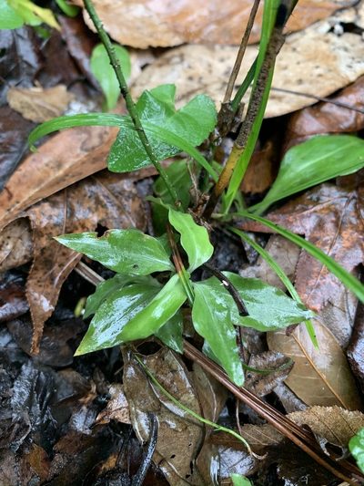 Microchilus querceticola, photographed by Brandon Corder