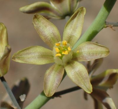 Eriospermum zeyheri, photographed by Nicola van Berkel