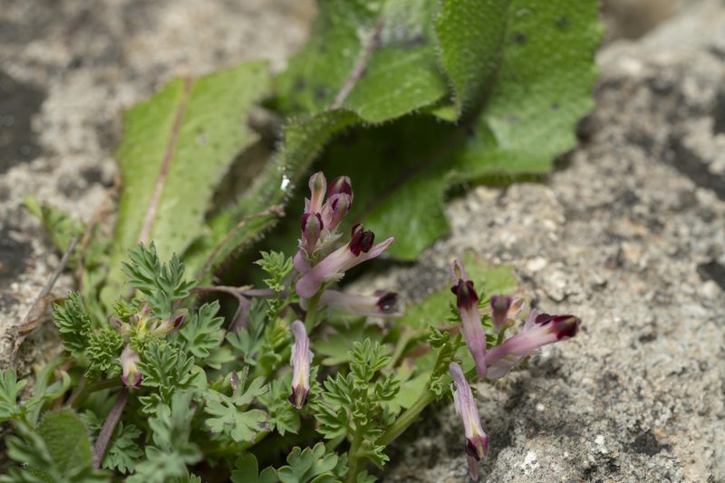 Fumaria gaillardotii, photographed by Eleftherios Katsillis