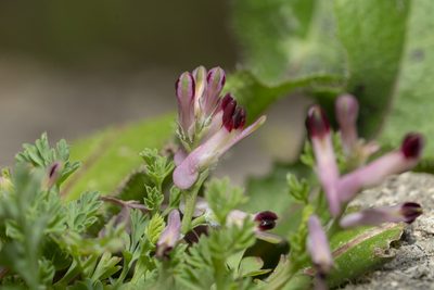 Fumaria gaillardotii, photographed by Eleftherios Katsillis