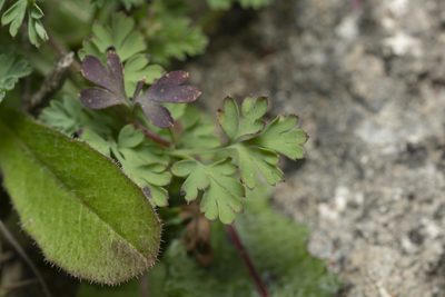 Fumaria gaillardotii, photographed by Eleftherios Katsillis