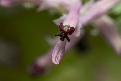 Fumaria gaillardotii, photographed by Eleftherios Katsillis