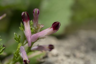 Fumaria gaillardotii, photographed by Eleftherios Katsillis