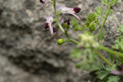 Fumaria gaillardotii, photographed by Eleftherios Katsillis