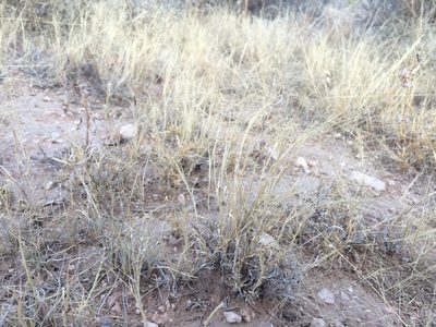 Muhlenbergia arenacea, photographed by Cecelia Alexander
