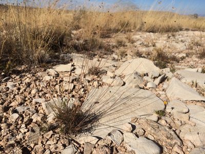 Thelesperma longipes, photographed by Cecelia Alexander