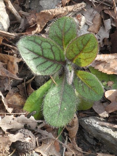 Hieracium compositum, photographed by Michael J. Papay