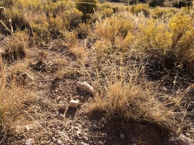 Muhlenbergia arenicola, photographed by Cecelia Alexander